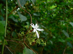 Jasminum malabaricum