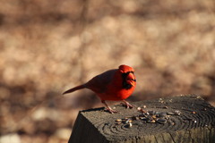 Cardinalis cardinalis