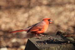 Cardinalis cardinalis