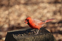 Cardinalis cardinalis