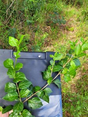 Afrocanthium mundianum