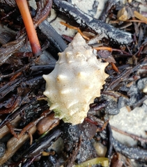Drupella cornus