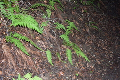 Polystichum dudleyi