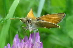 Thymelicus sylvestris