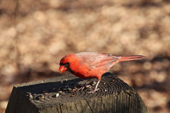 Cardinalis cardinalis