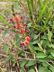 Alysicarpus vaginalis