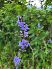 Aristea torulosa