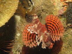 Dendrochirus brachypterus