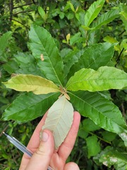 Brachylaena transvaalensis