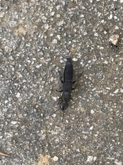 Platydracus inornatus