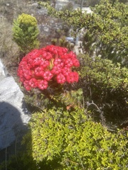 Crassula coccinea