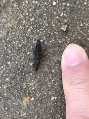 Platydracus inornatus