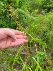 Carex spicatopaniculata