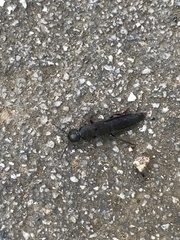 Platydracus inornatus