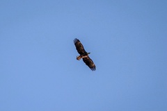 Haliaeetus