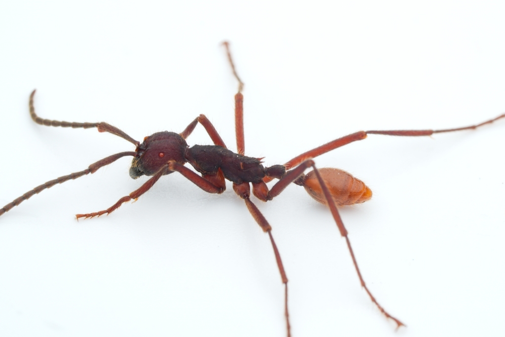 Eciton dulcium