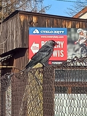 Corvus monedula monedula