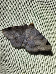 Mecodina