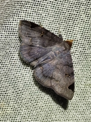 Mecodina