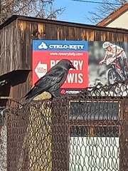 Corvus monedula monedula