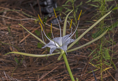 Hymenocallis palmeri