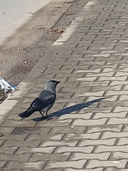 Corvus monedula monedula