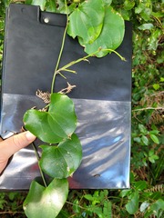 Dioscorea cotinifolia