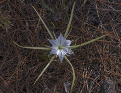Hymenocallis palmeri