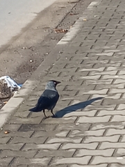 Corvus monedula monedula