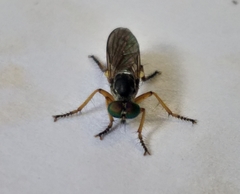Ommatiini
