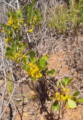 Searsia laevigata