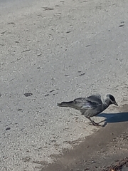 Corvus monedula monedula