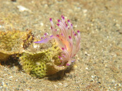 Coryphellina lotos