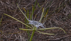Hymenocallis palmeri