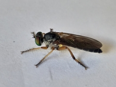 Ommatiini