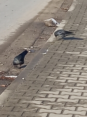 Corvus monedula monedula