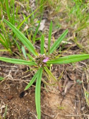 Polygala albida