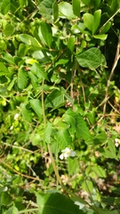 Cardiospermum corindum