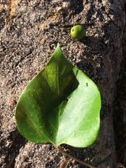 Gmelina arborea