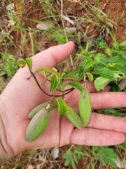 Raphionacme procumbens