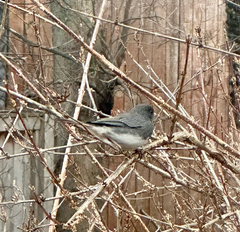 Junco hyemalis