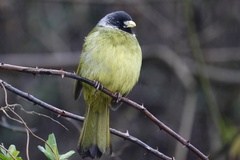 Spizixos semitorques