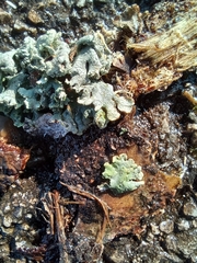 Hypogymnia physodes