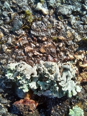 Hypogymnia physodes