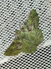 Aeolochroma turneri