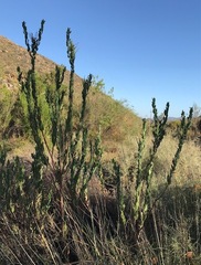 Lobostemon laevigatus