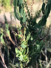 Lobostemon laevigatus