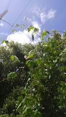 Cardiospermum corindum