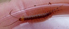Lithobius variegatus
