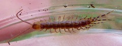 Lithobius variegatus